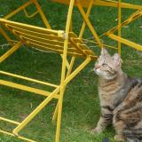 Picture of cat lost at Tours