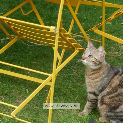 Photo 1/1 Pomme Chat lost in Tours