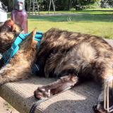 Picture of cat lost at Montjean Sur Loire