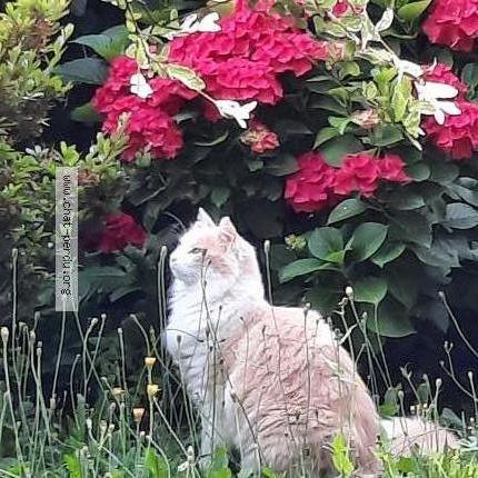 Foto 1/1 Kat teruggevonden Vermist in Braine L Alleud