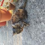 Picture of cat found at Escalquens