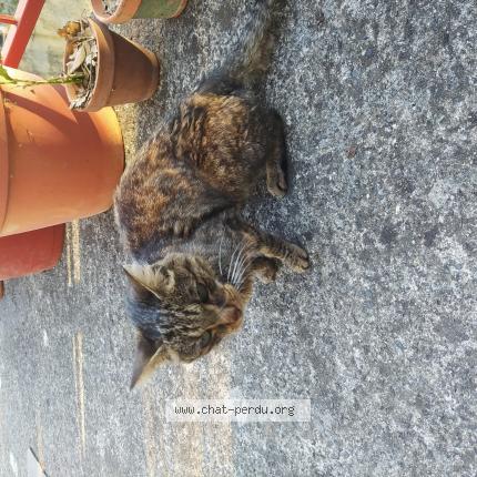 Photo 1/1 Cat reunited Found in Escalquens