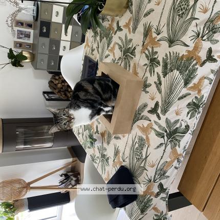 Photo 1/1 Tigrou Chat lost in Melesse