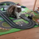 Picture of cat lost at Saint Brieuc