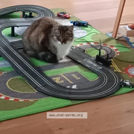 Photo 1/1 Jasmine Chat lost in Saint brieuc