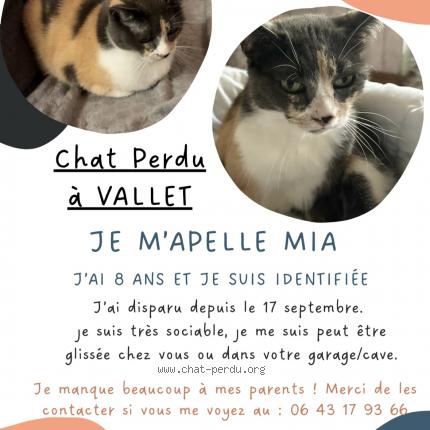 Photo 1/1 Mia Chat lost in Vallet