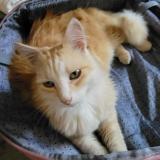 Picture of cat lost at Saix