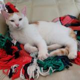 Picture of cat lost at Is Sur Tille