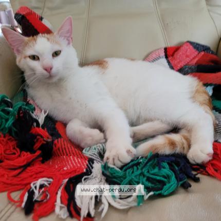 Photo 1/1 Atlas Chat lost in Is sur tille