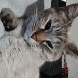 Picture of cat lost at Saint Germain Des Pres