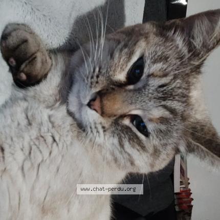 Photo 1/1 Shelby Chat lost in Saint germain des pres