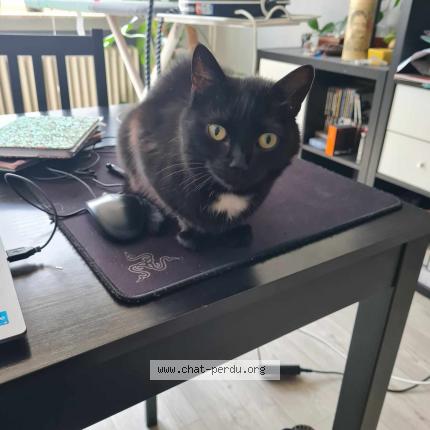 Foto van vermiste kat in Ganshoren