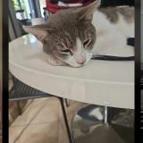 Picture of cat lost at La Couture