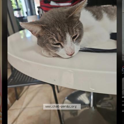 Photo 1/1 Newton Chat lost in La couture