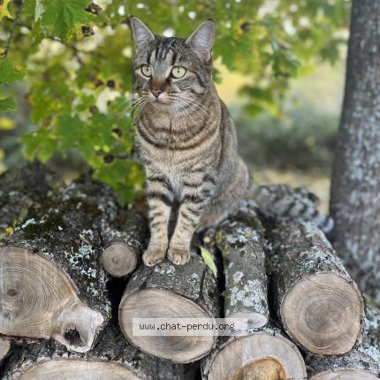 Photo 1/1 Sibelle Chat lost in Volvic