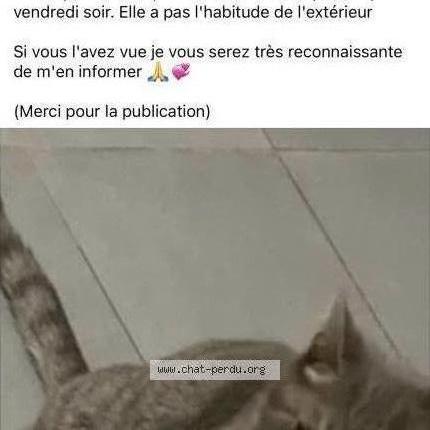 Photo 1/1 Miaous Chat lost in Anzin