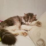 Picture of cat lost at Dompierre