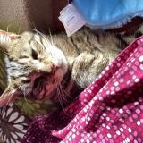 Picture of cat lost at La Celle Saint Cloud