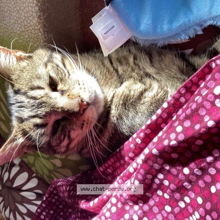 Photo 1/1 Caramel Chat lost in La celle saint cloud