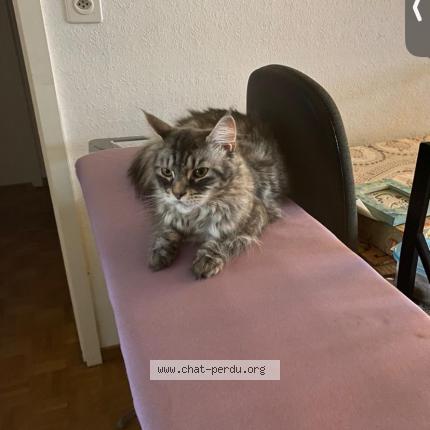 Foto einer verlorenen Katze in Versoix