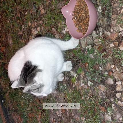 Photo 1/1 Cat reunited Found in Vierzon