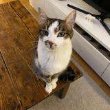 Picture of cat lost at Charnay Les Macon