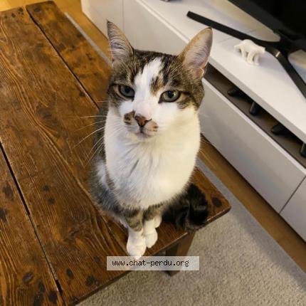 Photo 1/1 MARTY Chat lost in Charnay les macon