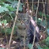 Picture of cat lost at Berteaucourt