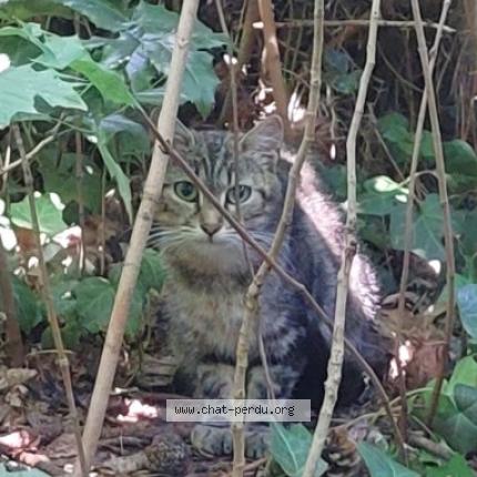 Photo 1/1 Sonam Chat lost in Berteaucourt