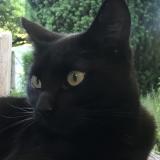 Picture of cat lost at Pompaire