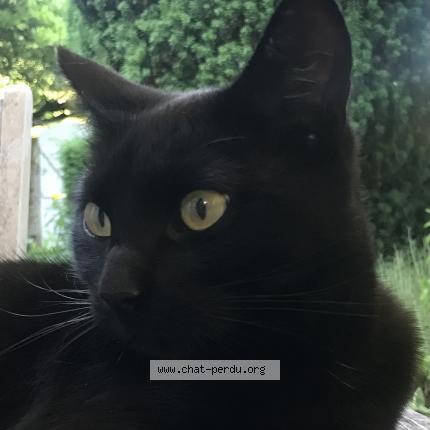 Photo 1/1 Phibie Chat lost in Pompaire