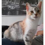 Picture of cat lost at Signy Signets