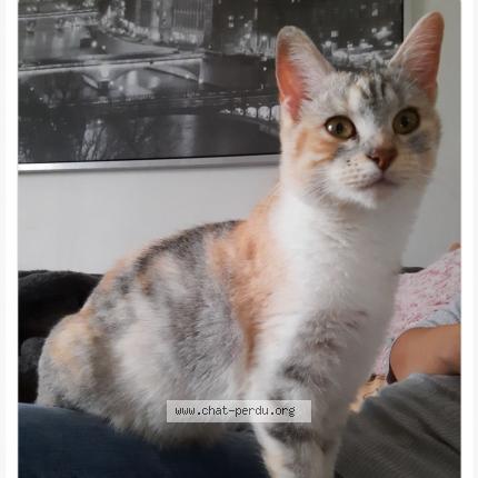 Photo 1/1 Perle Chat lost in Signy signets