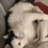 Picture of cat lost at Vinay