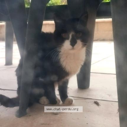 Photo 1/1 Found cat Found in Lent