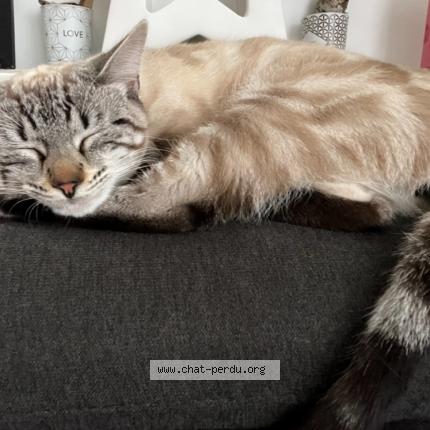 Photo 1/1 Sunny Chat lost in Guerande