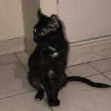 Picture of cat lost at Ernee