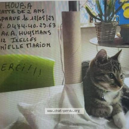 Foto 1/1 Kat teruggevonden Vermist in Ixelles