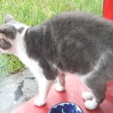 Picture of cat found at Colomiers