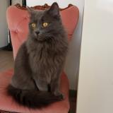 Picture of cat lost at Beaucourt