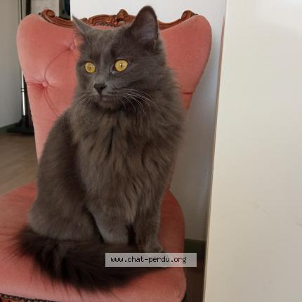 Photo 1/2 Belle Chat lost in Beaucourt