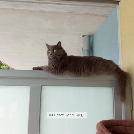 Photo 2/2 Belle Chat lost in Beaucourt