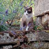 Picture of cat lost at Arthel