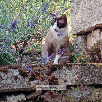 Photo 1/1 Smoossy Chat lost in Arthel