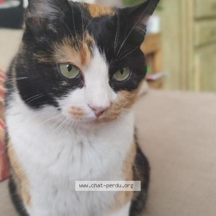 Photo 1/1 Charbon Chat lost in Saint etienne