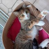 Picture of cat lost at Verviers Jehanster