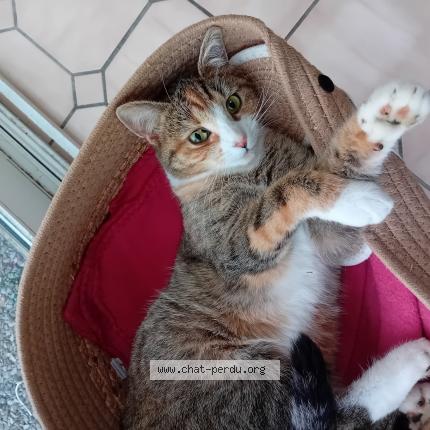 Photo 1/1 Babette Chat lost in Verviers jehanster