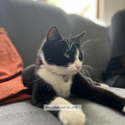 Photo 1/1 U-bahn Chat lost in L hay les roses