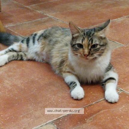 Photo 1/1 Ma&iuml;a Chat lost in Pailhes