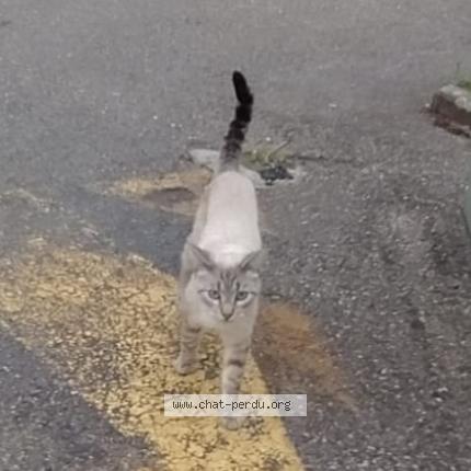 Photo 1/1 Found cat Found in Venissieux